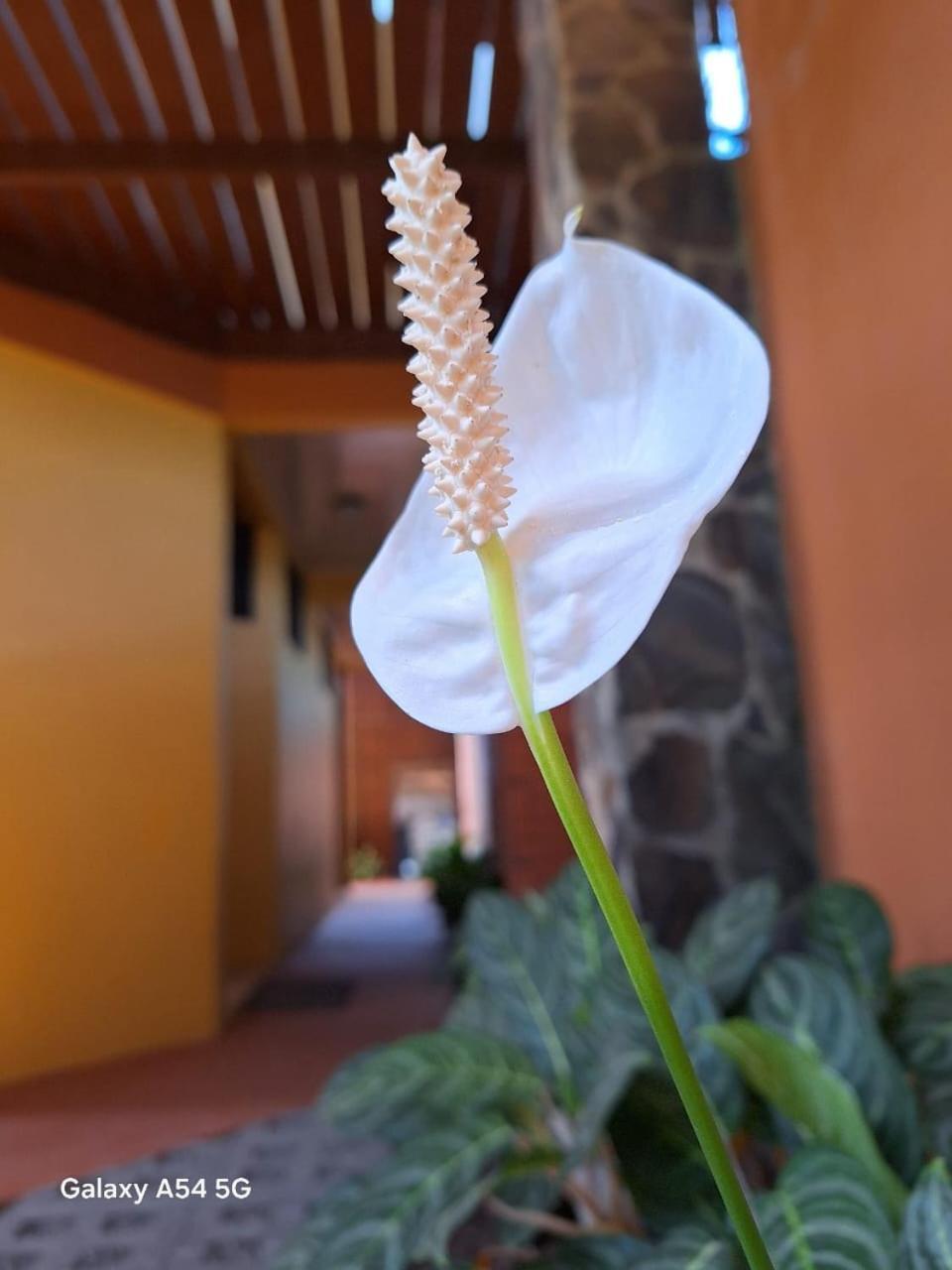 Iris Arenal Hotel La Fortuna 외부 사진