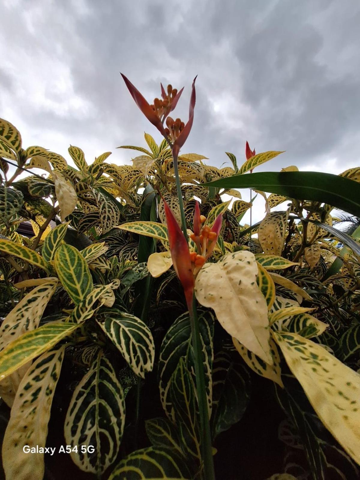 Iris Arenal Hotel La Fortuna 외부 사진